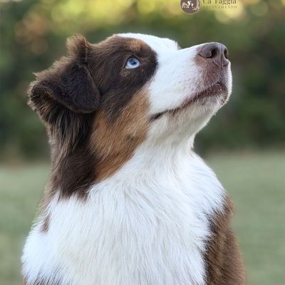 piper-big-2-img-7049-copia91118838-A6B4-7E42-78E9-802052DFC59E.jpg