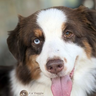 piper-img-69738DF17A8D-57B8-23B4-B8C2-927F222ADCF7.jpg