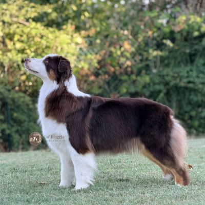piper-img-7038E95FC34A-0106-DF41-6F59-B3BC2F8ABD08.jpg