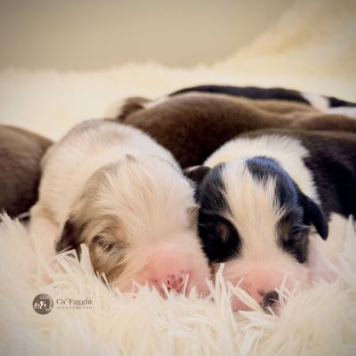 piper-w-img-87972CE338DB-AD66-98A4-4D06-1D4A8C4CD1DC.jpg